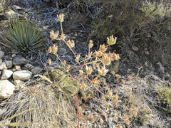 Cordylanthus rigidus