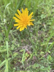 Krigia dandelion