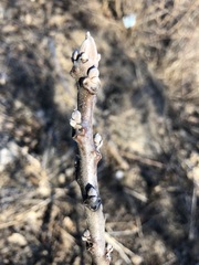 Juglans nigra