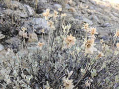 Salvia pachyphylla