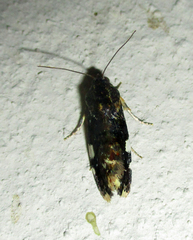 Acontia imitatrix