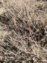 Eriogonum wrightii membranaceum