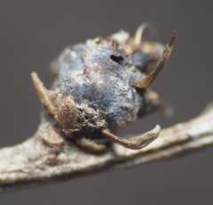 Neuroterus quercusbatatus