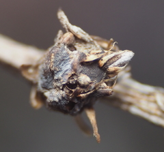 Neuroterus quercusbatatus