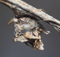 Neuroterus quercusbatatus