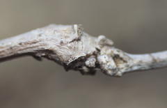 Neuroterus quercusbatatus