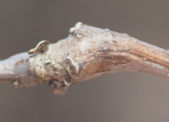 Neuroterus quercusbatatus