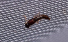 Pinophilus