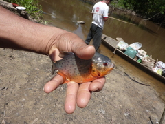 Pygocentrus nattereri