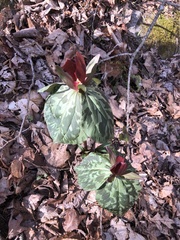 Trillium cuneatum