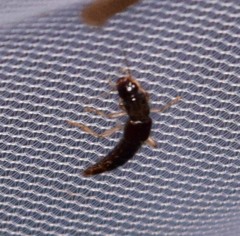 Pinophilus