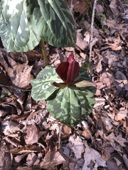 Trillium cuneatum