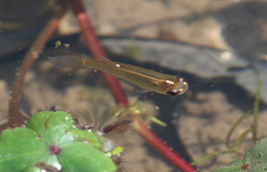 Fundulus dispar