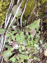 Erythranthe alsinoides