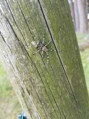 Hexatricha pulverulenta