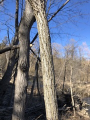 Juglans nigra