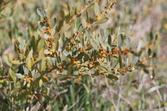 Acacia redolens