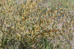 Acacia redolens