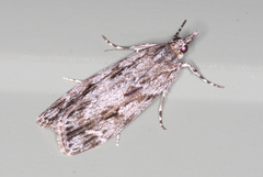 Scoparia emmetropis