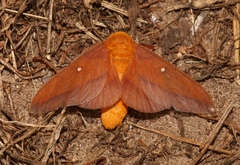 Anisota virginiensis