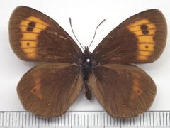 Erebia niphonica