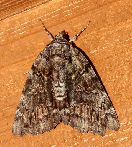 Tearful Underwing photo 5