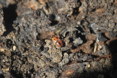 Aeolus mellillus