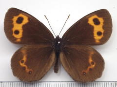 Erebia niphonica