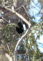 Agelaius phoeniceus