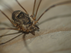 Amilenus aurantiacus