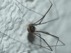 Amilenus aurantiacus