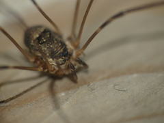 Amilenus aurantiacus