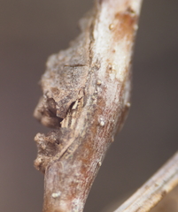 Neuroterus quercusbatatus