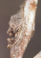 Neuroterus quercusbatatus