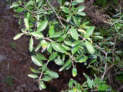 Rhamnus crenulata