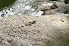 Basiliscus galeritus