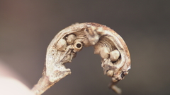 Neuroterus quercusbatatus