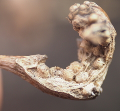 Neuroterus quercusbatatus