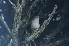 Turdus plebejus