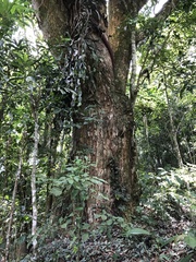 Swartzia langsdorffii