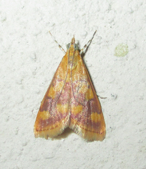 Stenochora lancinalis