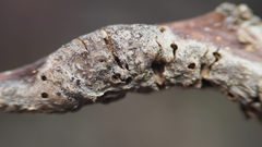 Neuroterus quercusbatatus