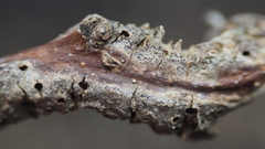 Neuroterus quercusbatatus