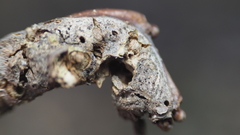 Neuroterus quercusbatatus