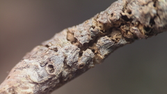 Neuroterus quercusbatatus