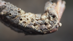 Neuroterus quercusbatatus