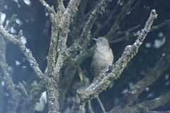 Turdus plebejus