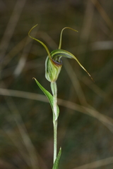 Pterostylis laxa