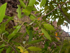 Rhamnus integrifolia