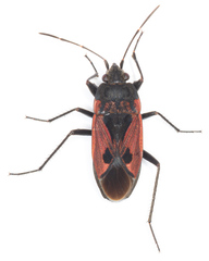 Rhyparochromus